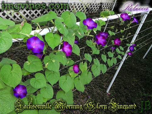 Rebecca Ipomoea Purpurea Morning Glory 10 Qty - Picture 5 of 6