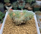 4.6cm Rare Plant Sarcocaulon peniculinum WYSIWYG seedgrown Boutique