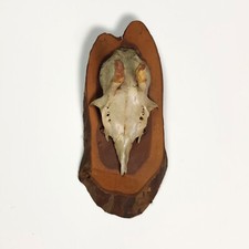 Vintage 1980s Mounted Roe Deer Antler and Skull Wall Hanging Plaque