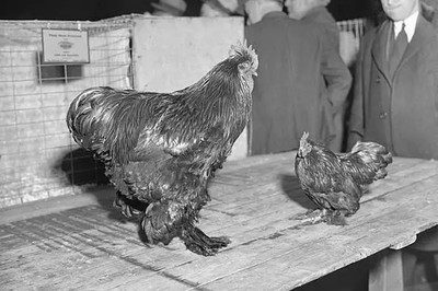 Käfige auf der Geflügelschau 1933 4x6 Foto 