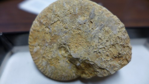 GEOLOGICAL ENTERPRISES JURASSIC Fossil Ammonite Oppelia subradiata France - Picture 3 of 5