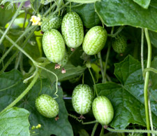 Mouse melon Melothria scabra 15 seeds + FREE RUSABLE PLANT LABEL
