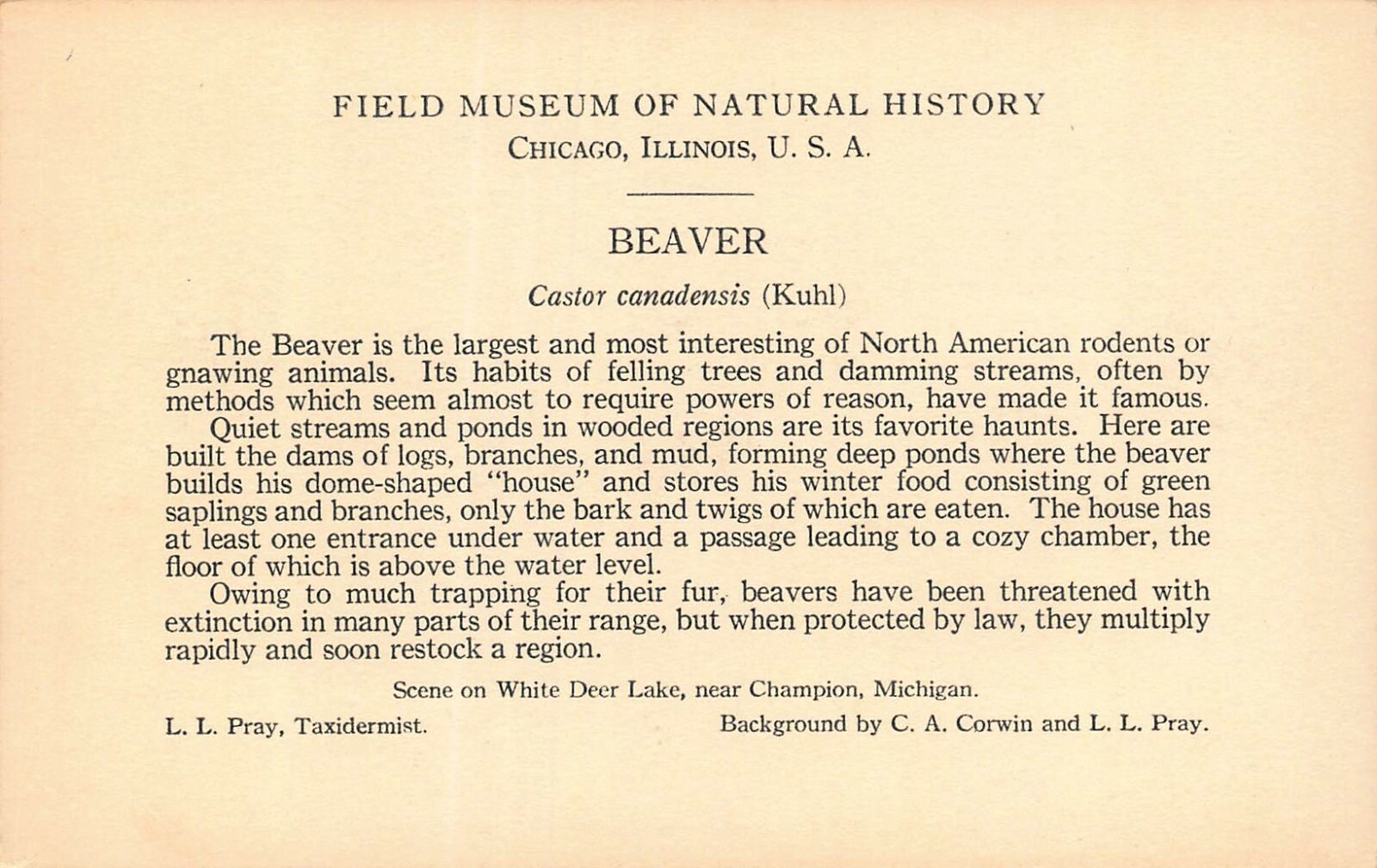 Chicago Museo Naturale History-Beaver ~ Foto Informaton Card-Postcard ...