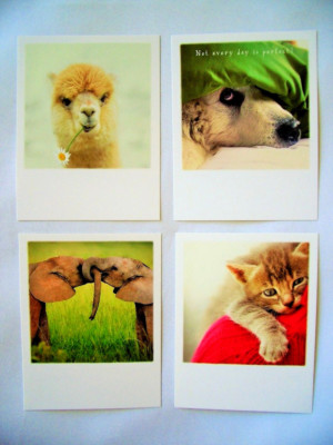 *Postkarte*Pola Cards*Katzenumarmung*Lama*Hund&Not every day......*A6
