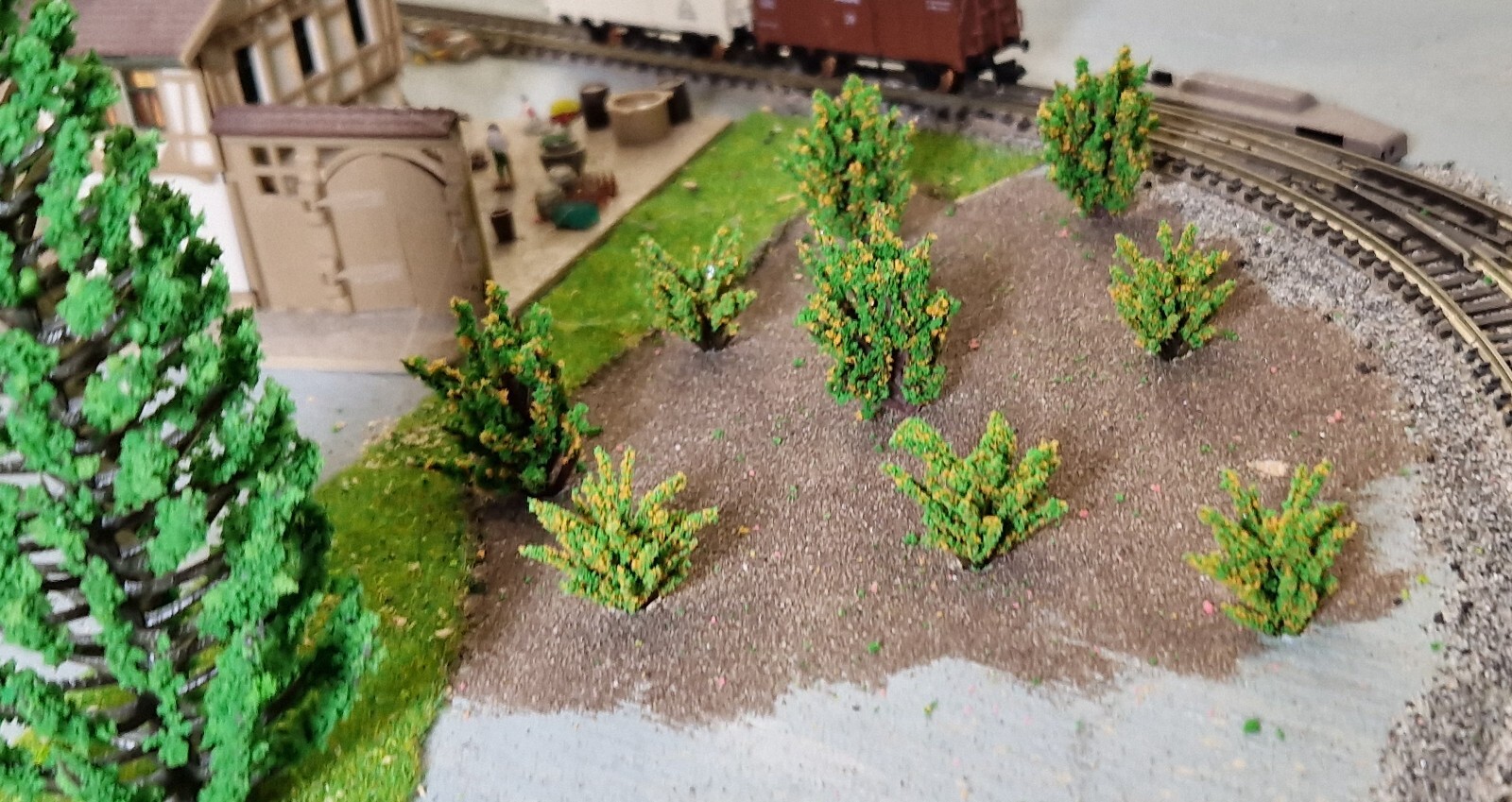 20 Yellow Blooming Bushes, Shrubs, 28 and 40 mm High, for Landscape Construction