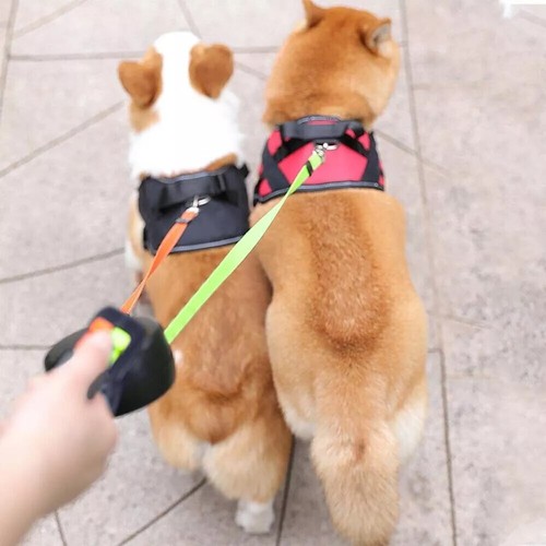 Retractable Lead Leash Double Tangle Dual Doggie 2 Dog 50 Pounds For Pet Dog AU - Picture 11 of 13