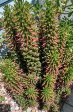 Cactus/Succulent Cutting - #38