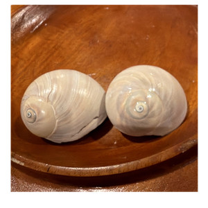 Shark Eye shells. Lot of 2. 2” across base. Natural Shell Decor & Craft Supply
