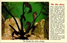 Florida Sea Horse History Aquatic Wildlife Chrome Cancel WOB Postcard