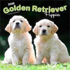 Golden Retriever Puppies Calendar 2026 | Square 30cm x 30cm | 100% Plastic Free
