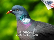 Pigeons Calendar 2026 12x18 Made in USA