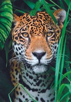 Puzzle (500 T.) Jaguar Im Dschungel (Clementoni) Neu/Ovp