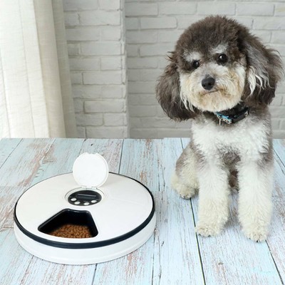 timed dog food bowl
