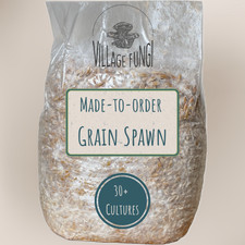 Deposizione delle uova di cereali per funghi su ordinazione 1.000 g - Funghi gourmet e medicinali