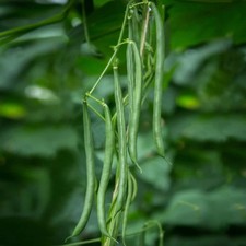 Blue Lake FM1K Pole Bean Seeds, Climbing, NON-GMO, Heirloom, FREE SHIPPING
