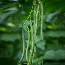 Blue Lake FM1K Pole Bean Seeds, Climbing, NON-GMO, Heirloom, FREE SHIPPING
