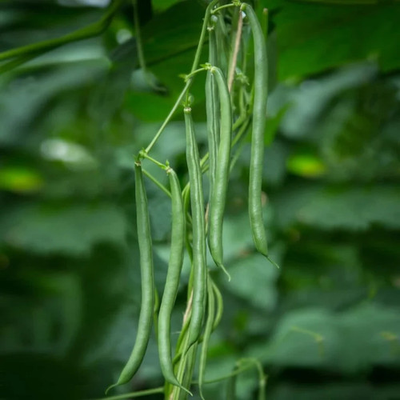 #ad Blue Lake FM1K Pole Bean Seeds Climbing NON GMO Heirloom FREE SHIPPING $18.39