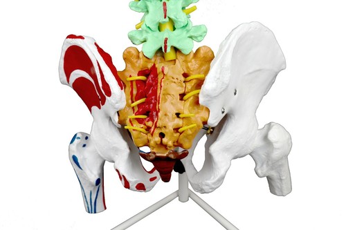 Parco PB00149 Flexible Spinal Column, 5 Color-Coded, Muscle W Occipital Bone - Picture 6 of 7
