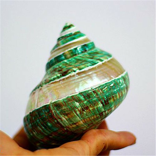 Cáscara de turbante verde natural 11 cm que brilla en la oscuridad caracolas hágalo usted mismo adorno decoración - Imagen 2 de 5