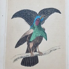 Original 1836 birds of paradise print engraving exotic antique picture color