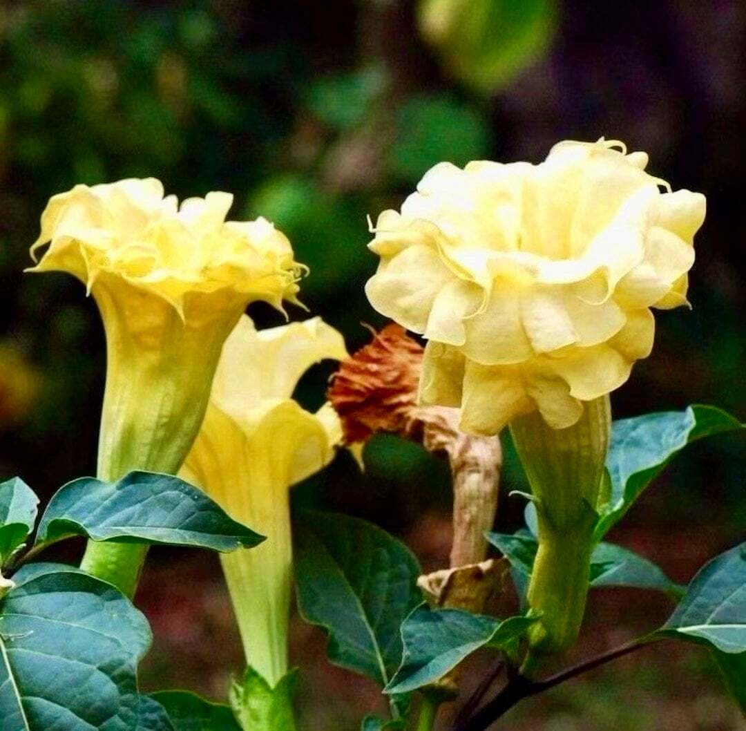 Phormium "Golden Ray" » Vendita Piante Online - Foto 13