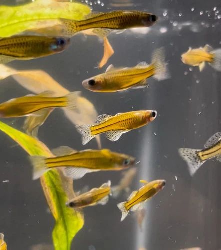 7/40 Gertrude’s Spotted Blue Eye Rainbowfish (Pseudomugil gertrudae)