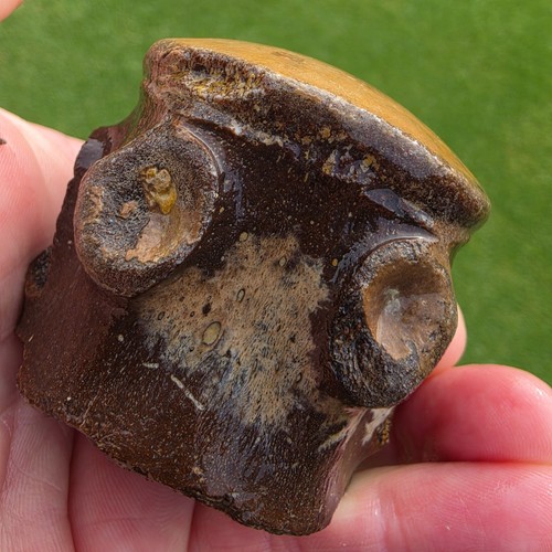 Freshly Eroded Platecarpus Mosasaur Pygal Vertebrae Gorgeous Ozan TX Fossil 