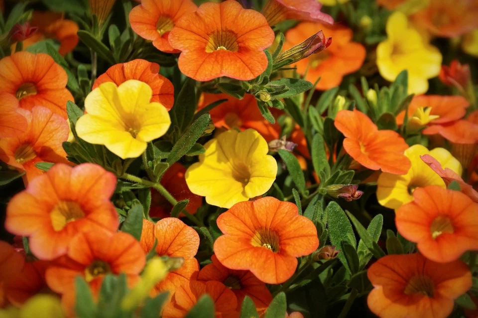 Semillas de flores de reliquia enana mezcla de joyas de capuchina Foto 4 de 4