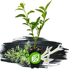 Night Blooming Jasmine - Cestrum nocturnum - Live Plant