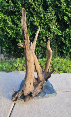 sera Scaper Wood (prijs per wortel) verschillende maten - natuurhout decoratie voor aquarium - decoratie aquascaping, L (Stuk von 30 bis 35 cm