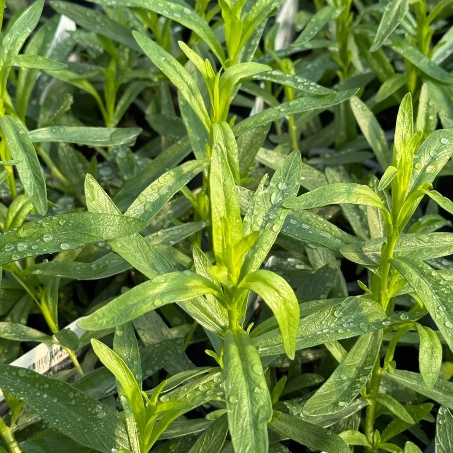 Tarragon Herbs for sale | eBay