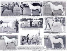 Welsh Pony Coed Coch Bari Planed Madog Stallions Photo Compilation Wales History