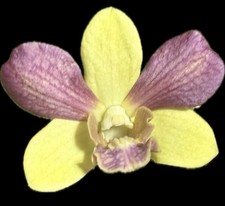 Dendrobium Pretty Doll Orchid Plant 4  Large Blooming Size