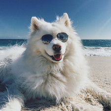Desktop Wall paper, Digital Image, stunning Dog  at beach, Photo, photo art