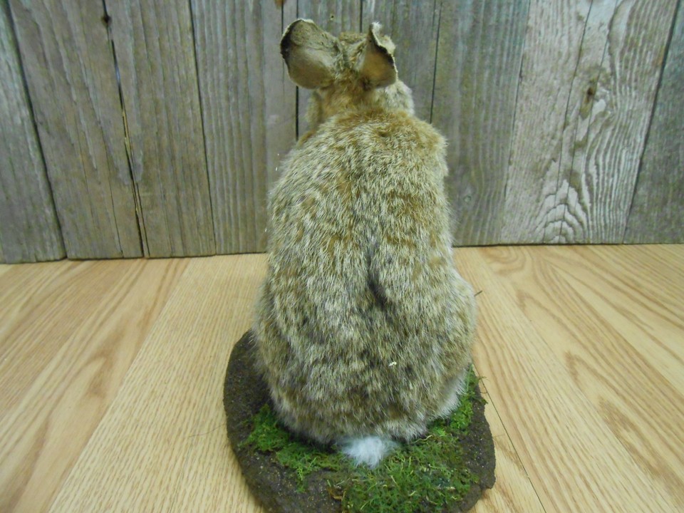 taxidermy mount rabbit cottontail cabin camp decor mancave hunting ...