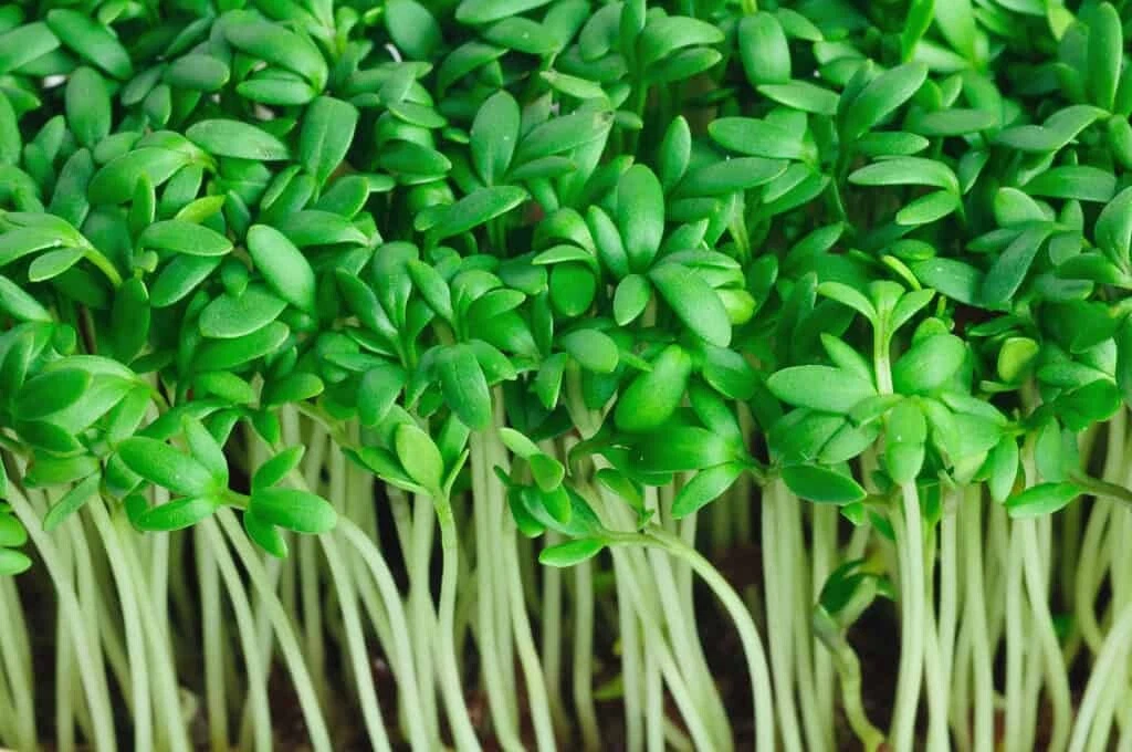 Cress - seed Australian Plants Online