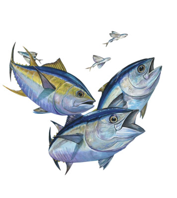 Cobia Fish Sticker Decal Helmet Equipment Cooler Fishing Hunting Camping Boating Cobia Fish Sticker Decal Helmet Equipment Cooler Fishing Hunting Camping Boating