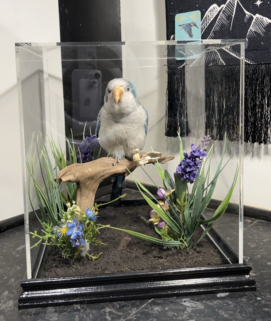 Blue Quaker Monk Parakeet (Myiopsitta monachus) Case Taxidermy