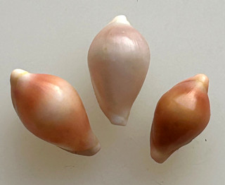 Conchiglia Shell : pseudosimnia carnea set 3