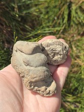 2 Preserved Mosasaur Coprolite (fossilized poop) with Shells Vertebrae Ozan Fm