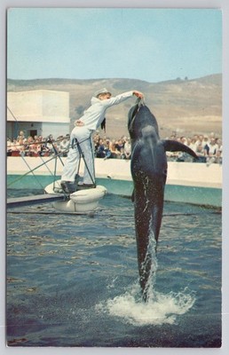 Marineland of the Pacific Palos Verdes CA Bubbles Pilot Whale Show Postcard