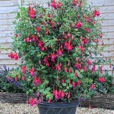 Fuchsia Hardy Climbing 'Pink Fizz' Summer Plug Plants Pack x6 NEW!