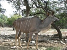 Greater Kudu Taxidermy Reference Photo Cd