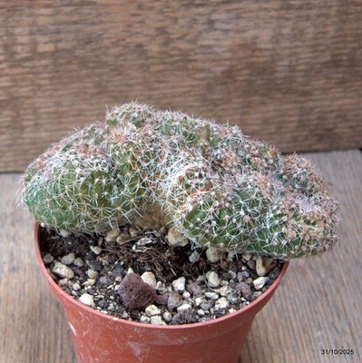 D7261 NOTOCACTUS UEBELMANNIANUS CRESTED pot10-H6-W13 cm MaMa Cactus