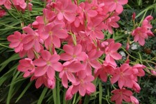 Kaffir Lily Pink/Red Schizostylis LIVE Water Plant Aquatic Pond Marginal Bog