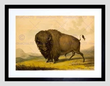 85273 DRAWING ANIMAL BUFFALO BISON BULL MALE PRAIRE Decor Wall Print Poster