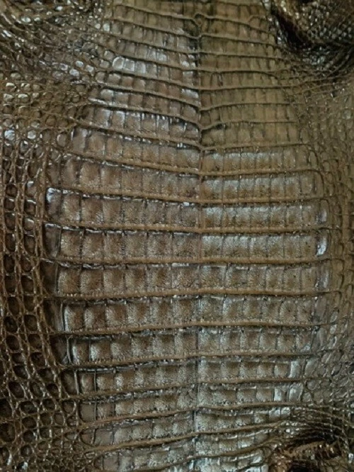 Crocodile Belly Skins