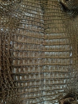 CAIMAN (CROCODILE) BELLY MATTE BROWN 