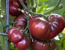 30 ct Black Krim Tomato - Non-GMO / Heirloom - Free Shipping