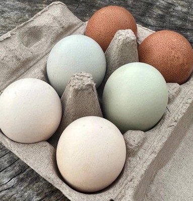 6 Hollow Chicken Eggs - Multicolor Hand Blown Eggshells for Crafts